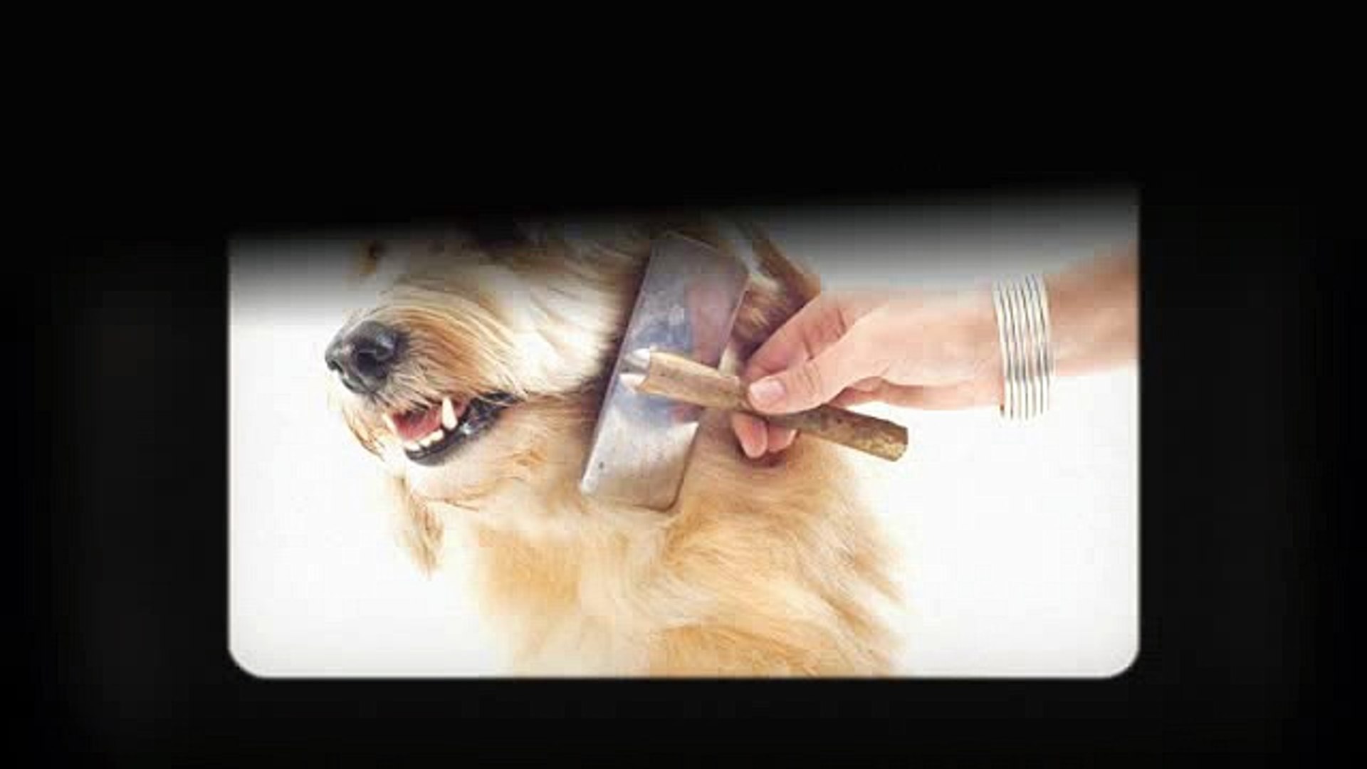 ⁣ways to save money on pet grooming