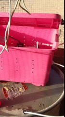 طريقة تبريد على الحلال والطيور مبتكرة حديثة للدجاج أفضل من التبريد بالهواء 0595458313