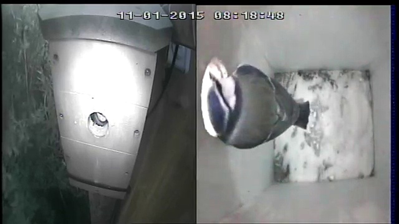 Blue Tit Nest Box 11th Jan 2015