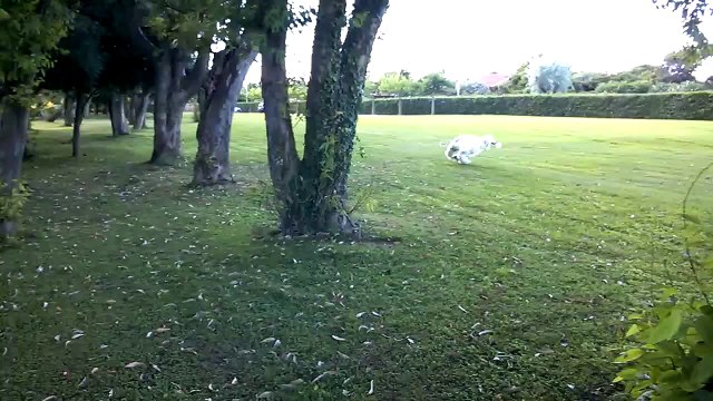 Afghan Hound playing