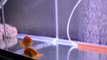 50 Gallon Fish Tank Aquarium - Ranchu Goldfish - 7-7-15