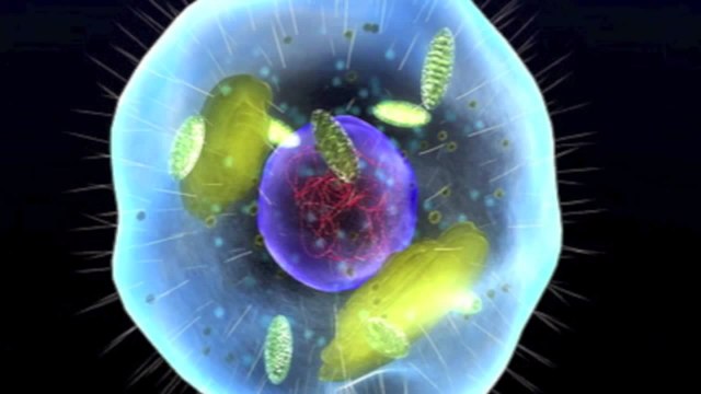 Characteristics of Life