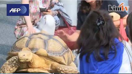 Kura-kura gergasi curi perhatian penduduk Tokyo