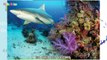 Geography Explorer Oceans and Seas - Learning Videos for Kids, Educational Activities for Children