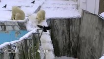 新春初遊びのホッキョクグマ~Polar Bears playing~