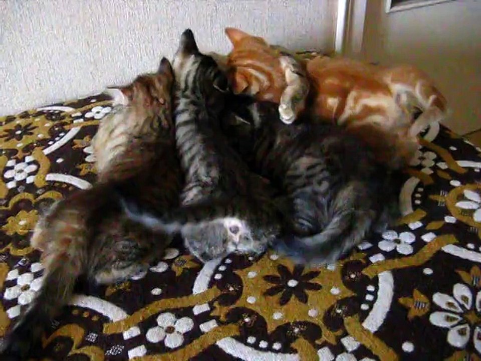 7e semaine : les chatons ne sont toujours pas sevrés...