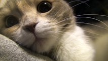 甘える猫のミュー Spoiled Cat μ