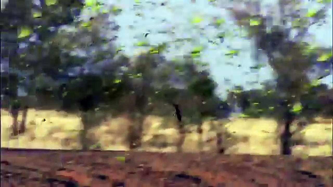 سرب عصافير الاسترالى او البادجى