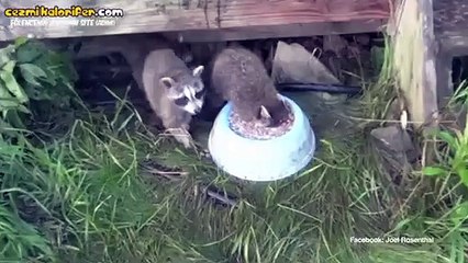 Kıtlıktan Çıkmış Gibi Yemeğe Yumulan Rakun