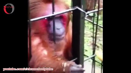 Try not to laugh or grin challenge -HARDEST VERSION- funny videos 2015 funny pra