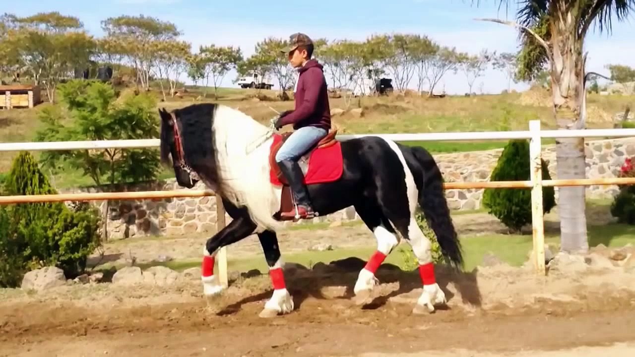 REY ARTURO Caballo Barockpinto Trabajado En Pista - Club Ecuestre - SM