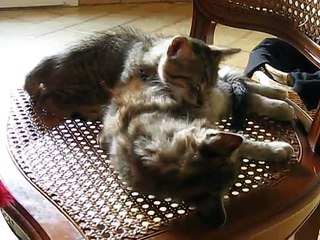 Plus que deux chatons à la maison.