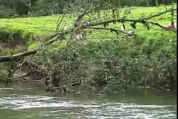 ワニに食べられる！？