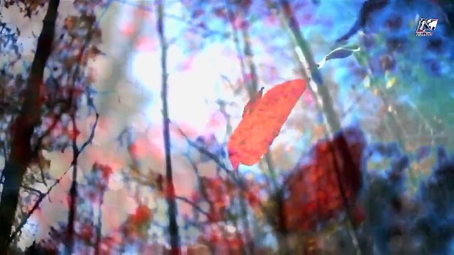 Дикая Америка-4 Леса (Wild America 4 Forest)