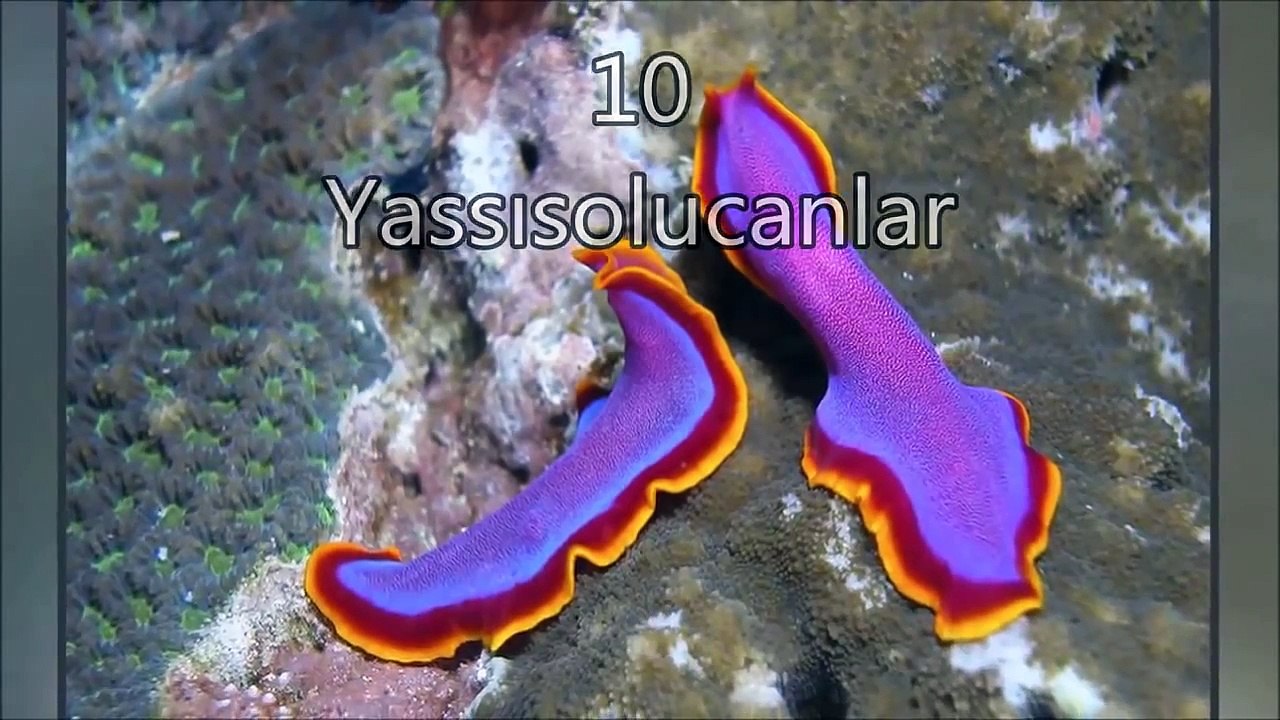 En İlginç 11 Hayvan Çiftleşmesi ve Ritüeli