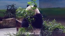 2015-05-31 圓仔挑竹葉 (The Giant Panda Yuan Zai)