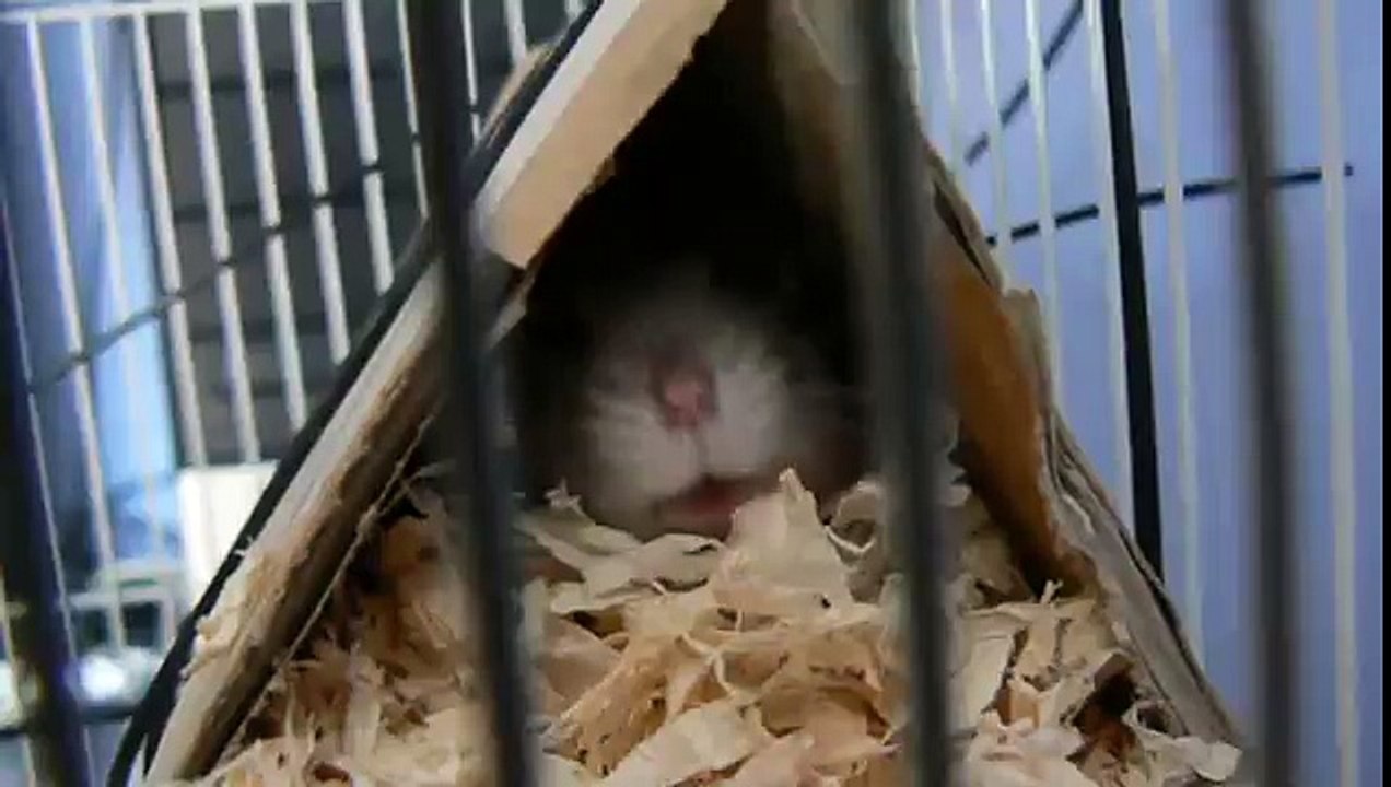 the attack of angry hamster