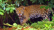 Pantanal Jaguar - the Biggest and Strongest Jaguar in the world.