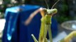 Praying Mantis HD Alien Bug Mantis Mantodea  μάντις raptorial legs