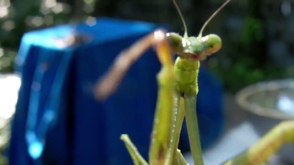 Praying Mantis HD Alien Bug Mantis Mantodea  μάντις raptorial legs