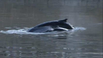 Encuentran a una ballena perdida en los diques de Puerto Madero