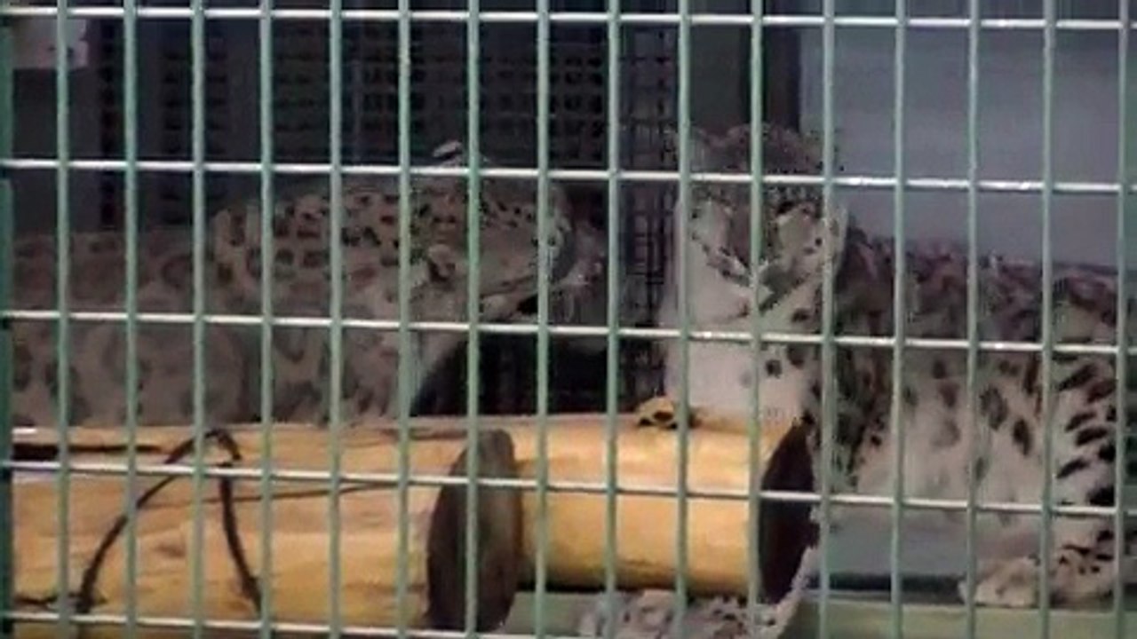 ユキヒョウの求愛~交尾