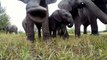 Des éléphants très curieux jouent avec une GoPro