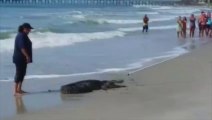 Des baigneurs croisent un alligator sur une plage