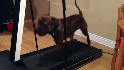 Presa canario mix pitbull