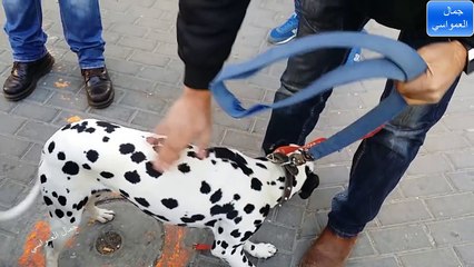 ,كلب الدلميشن نوعيا يعاني من مشاكل السمع معظمهم مع جمال العمواسي