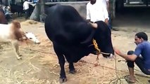 Most Dangerous Black Bull in mundi - Cow Qurbani - 2013