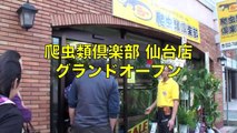 爬虫類倶楽部　仙台店　コマーシャル