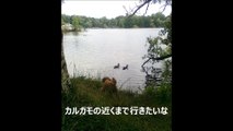 日本から来た小さな犬のベルリン散歩6ー白鳥に会う