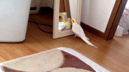 トトロを口笛オカメインコ