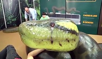 world's largest anaconda reveled