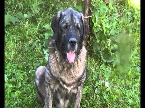 shapi ises ingjizuar nga Agron uksmajli suharek