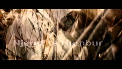 Njerez te Humbur - Femrat e trafikuara (speciale)