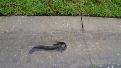 So much in Florida than fish are walking in the streets!