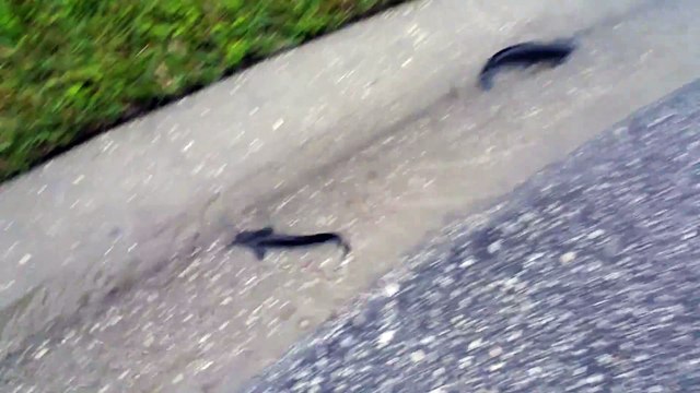 Des poissons dans les rues de floride