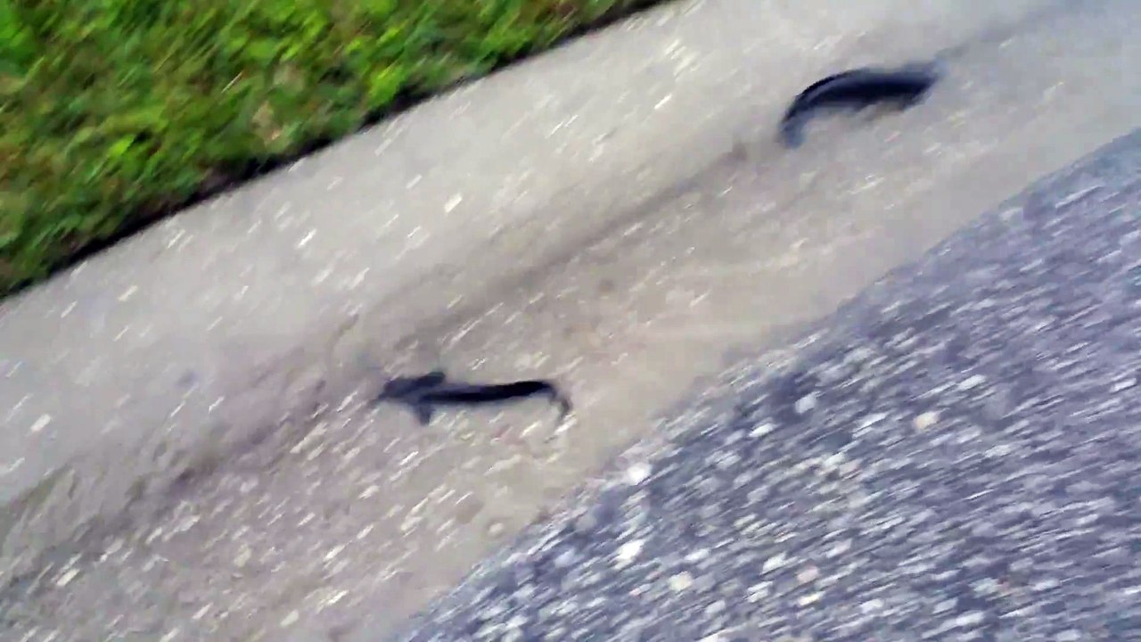 Des poissons dans les rues de floride