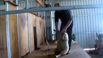 Shearing   Demo of a shearer shearing a sheep with electric handpiece