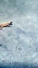 熊敏皇冠 Craziest Videos － Lizard running on two legs