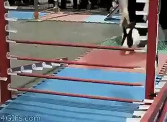 熊敏皇冠 Craziest Videos  - smart rabbit