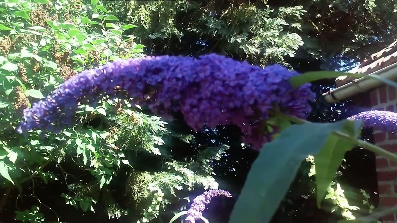 2015-08-04    FLEURS