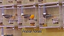 الكناري في السعودية canaries breed in saudi arabia