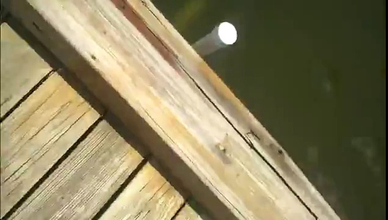 A DOG AND A DUCK SWIMMING HAND IN HAND