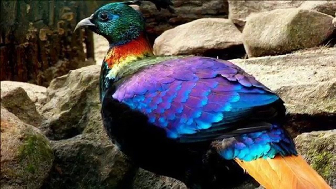 Beautiful Birds