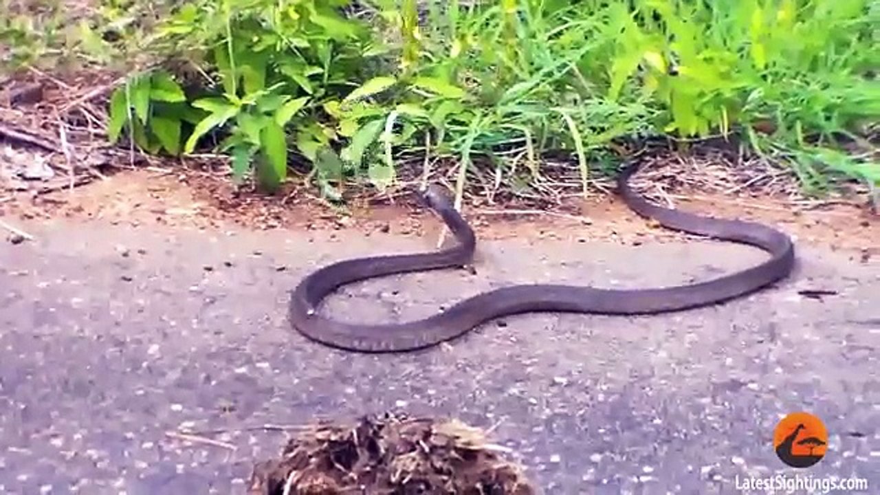 Battle Between a Boomslang Snake and a Flap Necked Chameleon
