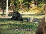Grizly Bear Cub & Wolf Cub Playing