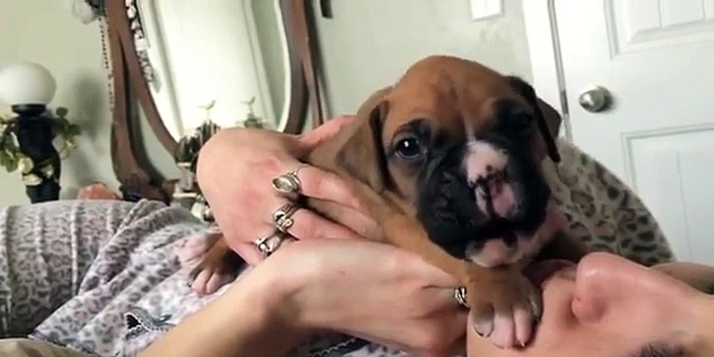 3 WEEK OLD BOXER PUPPY HOWLING